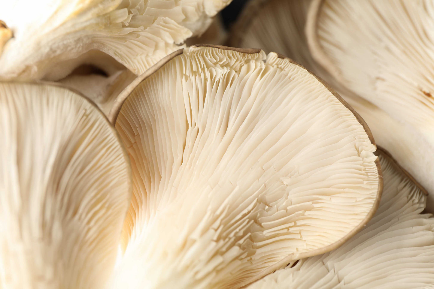 Fresh Oyster Mushrooms (1kg)