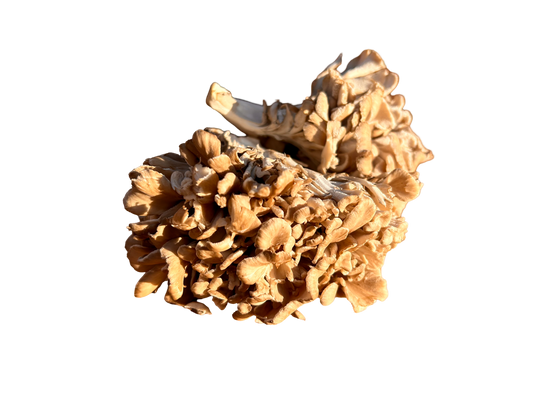 Dried Maitake Mushrooms